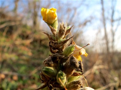Kleinblütige Königskerze (Verbascum thapsus) bei Hockenheim