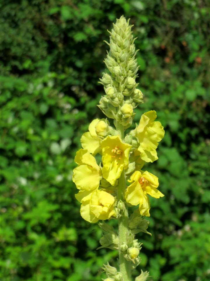 Kleinblütige Königskerze (Verbascum thapsus) in Hockenheim