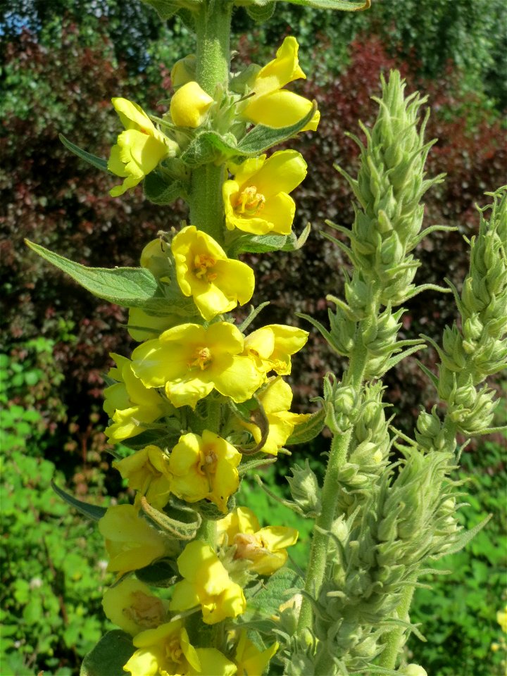 Kleinblütige Königskerze (Verbascum thapsus) in Hockenheim
