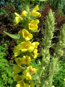 Kleinblütige Königskerze (Verbascum thapsus) in Hockenheim