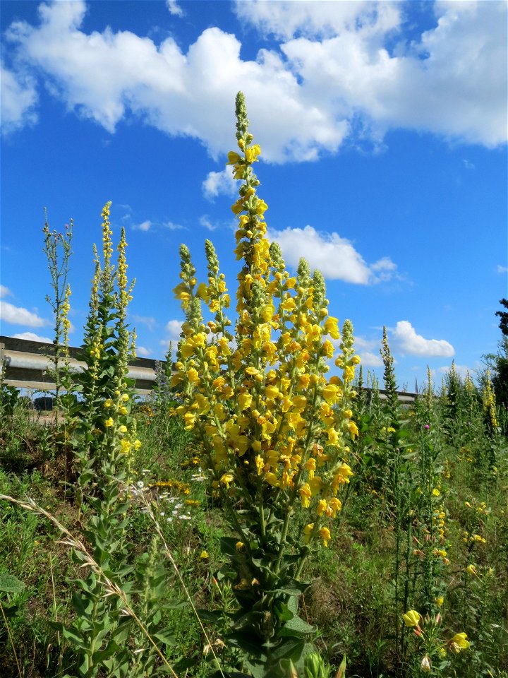 Kleinblütige Königskerze (Verbascum thapsus) bei Reilingen
