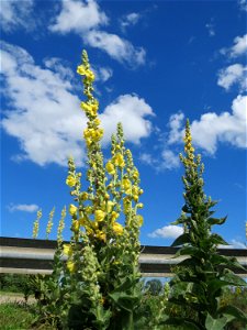 Kleinblütige Königskerze (Verbascum thapsus) bei Reilingen
