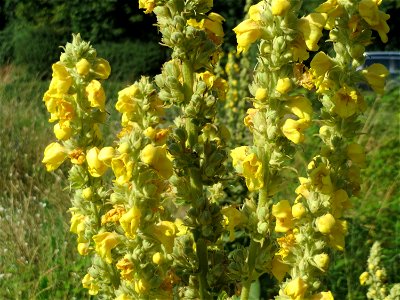 Kleinblütige Königskerze (Verbascum thapsus) in Hockenheim