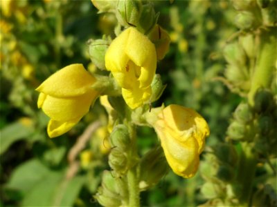 Kleinblütige Königskerze (Verbascum thapsus) in Hockenheim