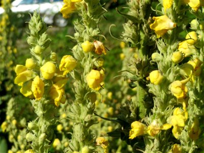 Kleinblütige Königskerze (Verbascum thapsus) in Hockenheim