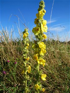 Kleinblütige Königskerze (Verbascum thapsus) in Hockenheim-Talhaus