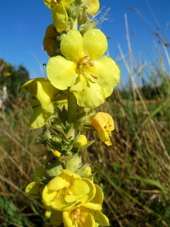 Kleinblütige Königskerze (Verbascum thapsus) in Hockenheim-Talhaus