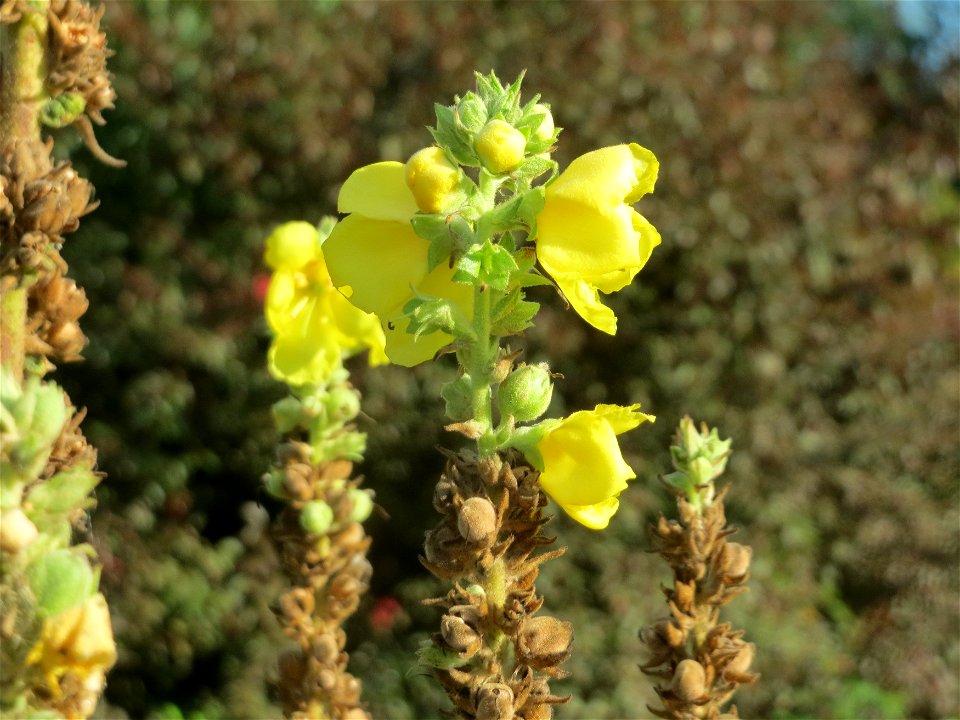 Kleinblütige Königskerze (Verbascum thapsus) in Hockenheim
