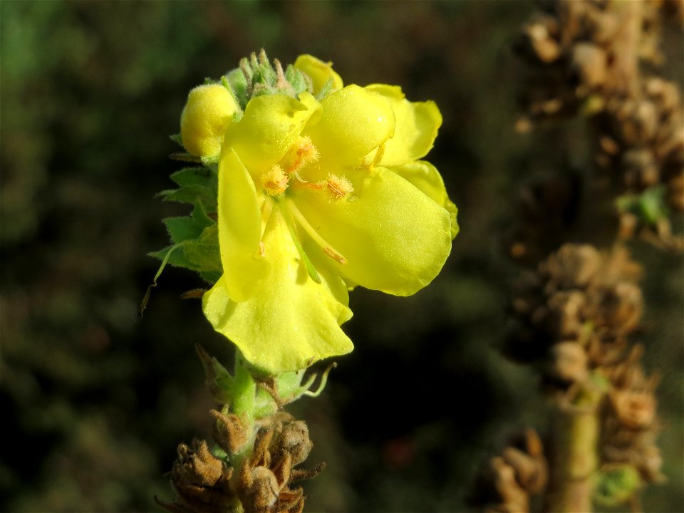 Kleinblütige Königskerze (Verbascum thapsus) in Hockenheim