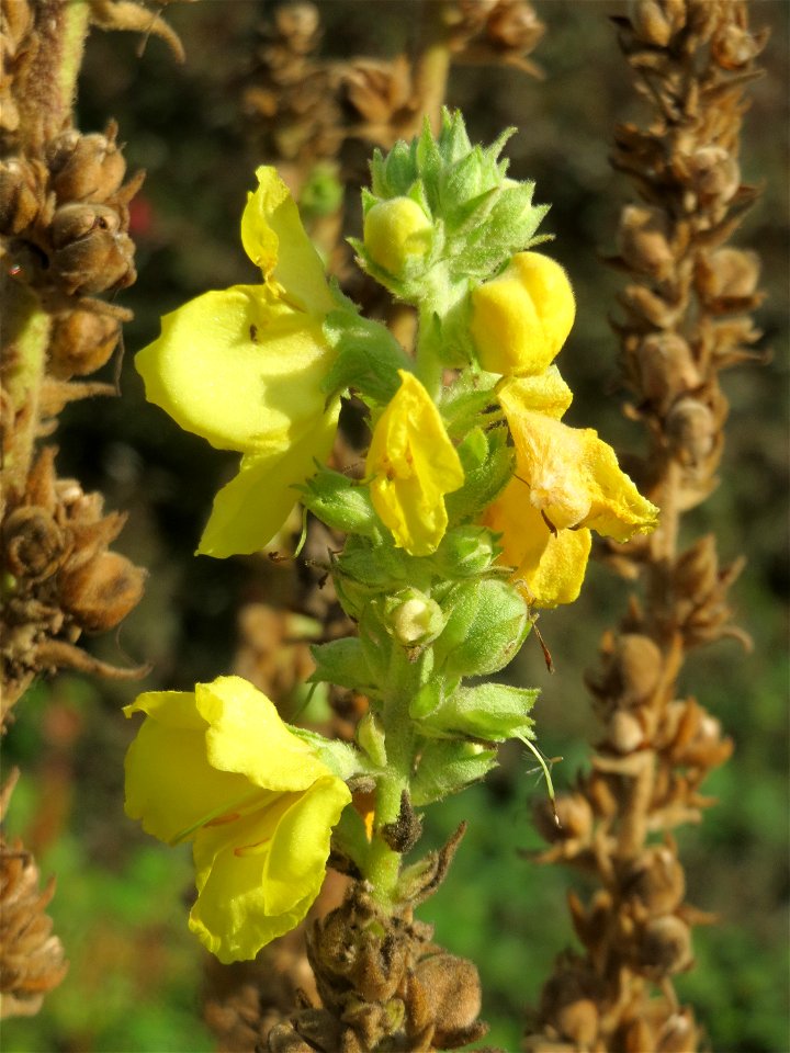 Kleinblütige Königskerze (Verbascum thapsus) in Hockenheim