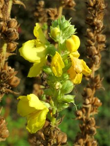 Kleinblütige Königskerze (Verbascum thapsus) in Hockenheim