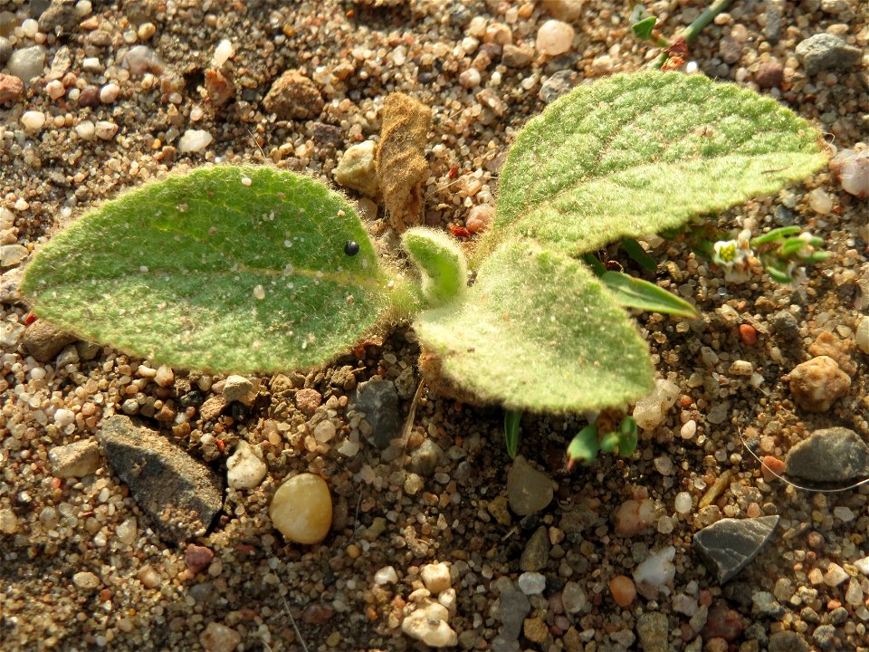 Jungpflanze der Kleinblütigen Königskerze (Verbascum thapsus) auf einer Ruderalfläche am Messplatz Hockenheim - nachdem die Fläche vor einigen Wochen einplaniert wurde wachsen hier viele Pflanzen in K