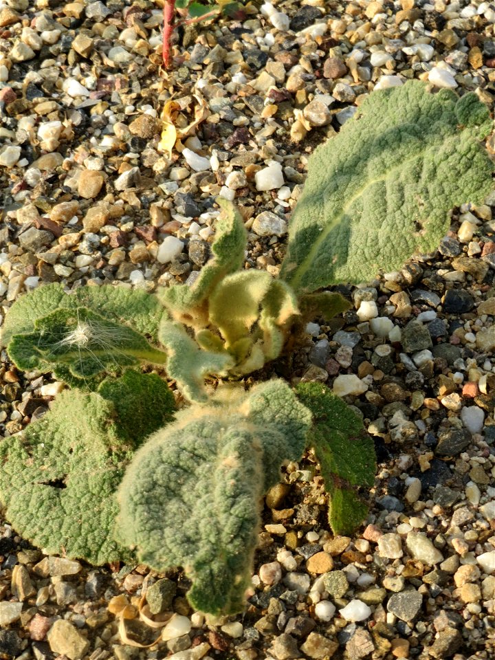 Jungpflanze der Kleinblütigen Königskerze (Verbascum thapsus) auf einer Ruderalfläche am Messplatz Hockenheim - nachdem die Fläche vor einigen Wochen einplaniert wurde wachsen hier viele Pflanzen in K
