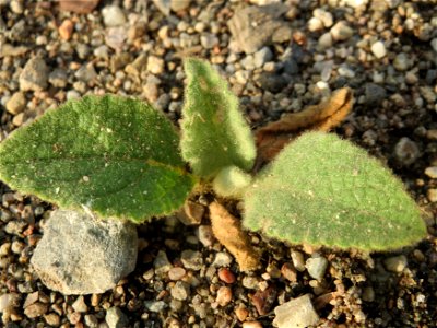 Jungpflanze der Kleinblütigen Königskerze (Verbascum thapsus) auf einer Ruderalfläche am Messplatz Hockenheim - nachdem die Fläche vor einigen Wochen einplaniert wurde wachsen hier viele Pflanzen in K
