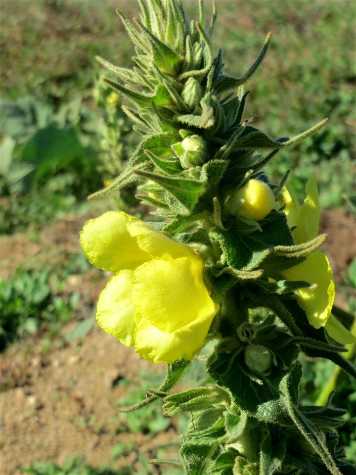 Kleinblütige Königskerze (Verbascum thapsus) im Naturschutzgebiet Gewann Frankreich-Wiesental