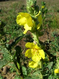 Kleinblütige Königskerze (Verbascum thapsus) im Naturschutzgebiet Gewann Frankreich-Wiesental