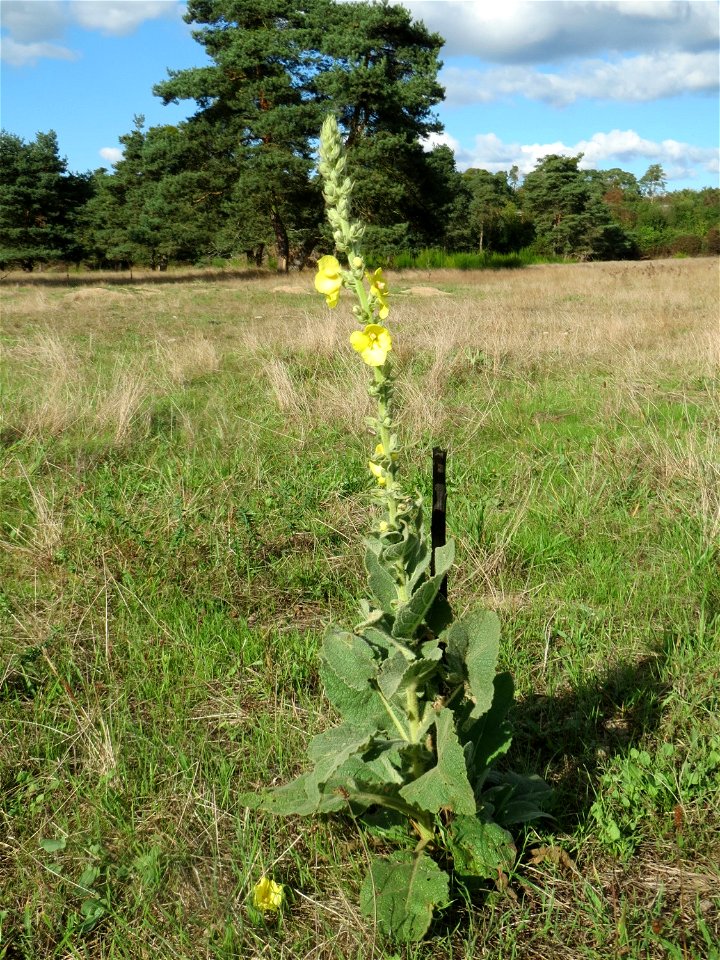Kleinblütige Königskerze (Verbascum thapsus) im Naturschutzgebiet Gewann Frankreich-Wiesental