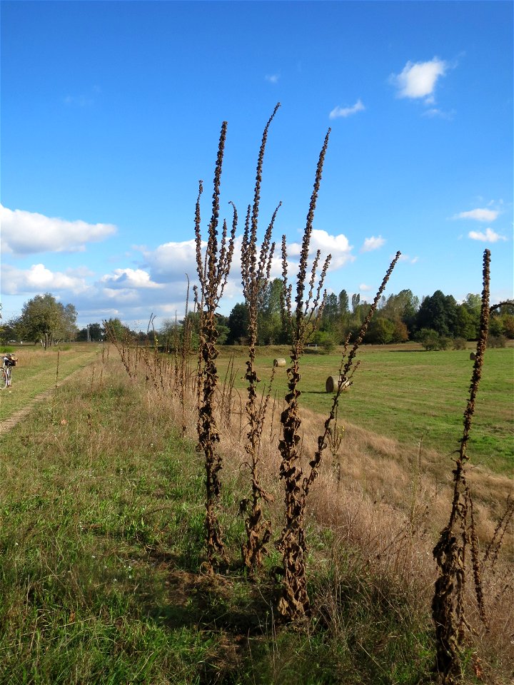 Verdorrte Kleinblütige Königskerze (Verbascum thapsus) im Naturschutzgebiet Gewann Frankreich-Wiesental