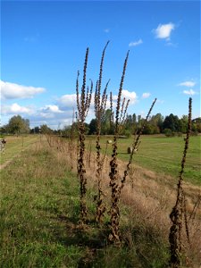 Verdorrte Kleinblütige Königskerze (Verbascum thapsus) im Naturschutzgebiet Gewann Frankreich-Wiesental