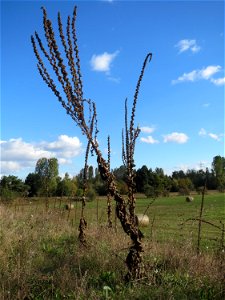 Verdorrte Kleinblütige Königskerze (Verbascum thapsus) im Naturschutzgebiet Gewann Frankreich-Wiesental