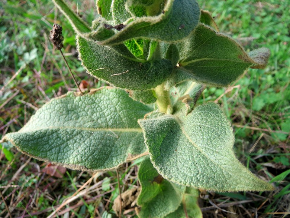 Kleinblütige Königskerze (Verbascum thapsus) in Hockenheim