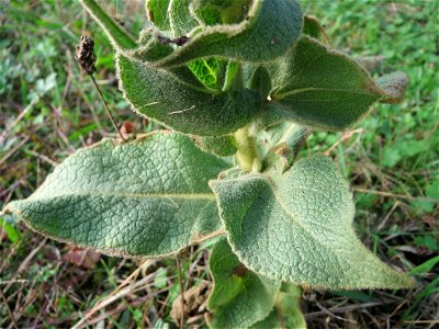 Kleinblütige Königskerze (Verbascum thapsus) in Hockenheim