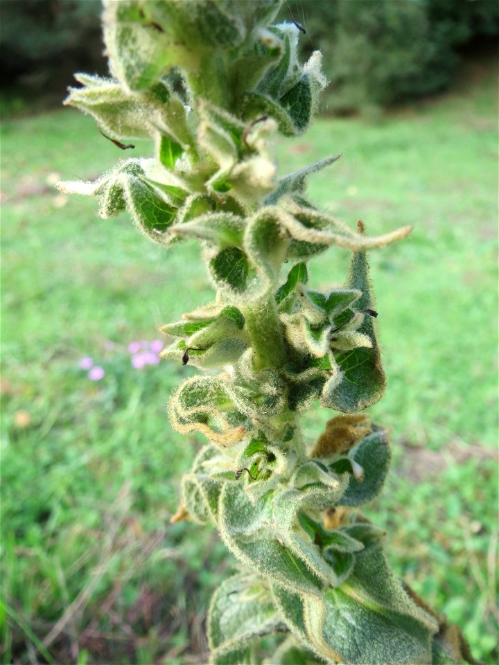 Kleinblütige Königskerze (Verbascum thapsus) in Hockenheim