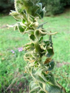 Kleinblütige Königskerze (Verbascum thapsus) in Hockenheim