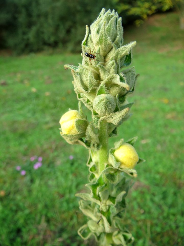Kleinblütige Königskerze (Verbascum thapsus) in Hockenheim