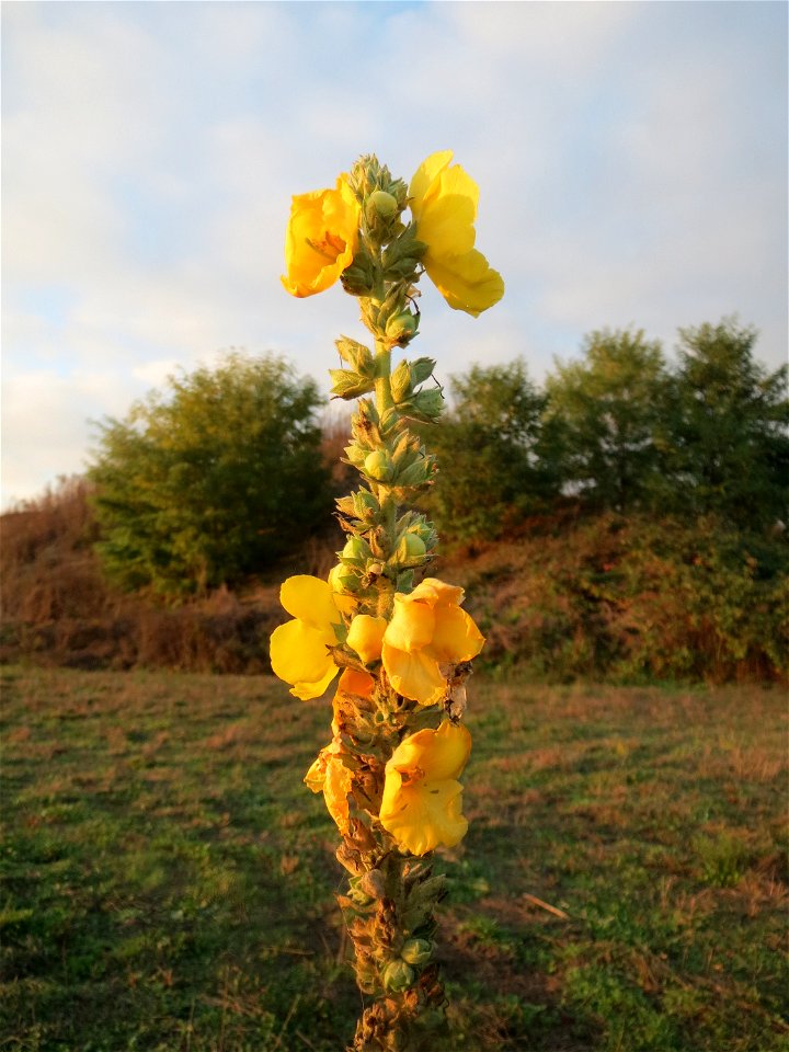 Kleinblütige Königskerze (Verbascum thapsus) bei Hockenheim (Gemarkung Reilingen)