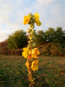 Kleinblütige Königskerze (Verbascum thapsus) bei Hockenheim (Gemarkung Reilingen)