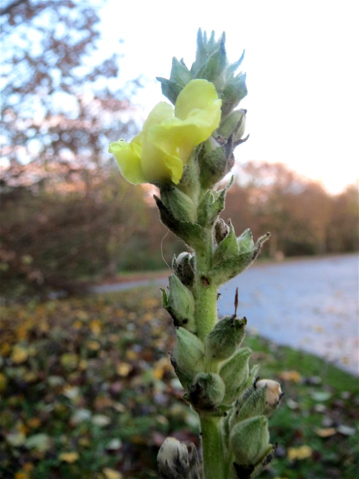 Kleinblütige Königskerze (Verbascum thapsus) in Hockenheim