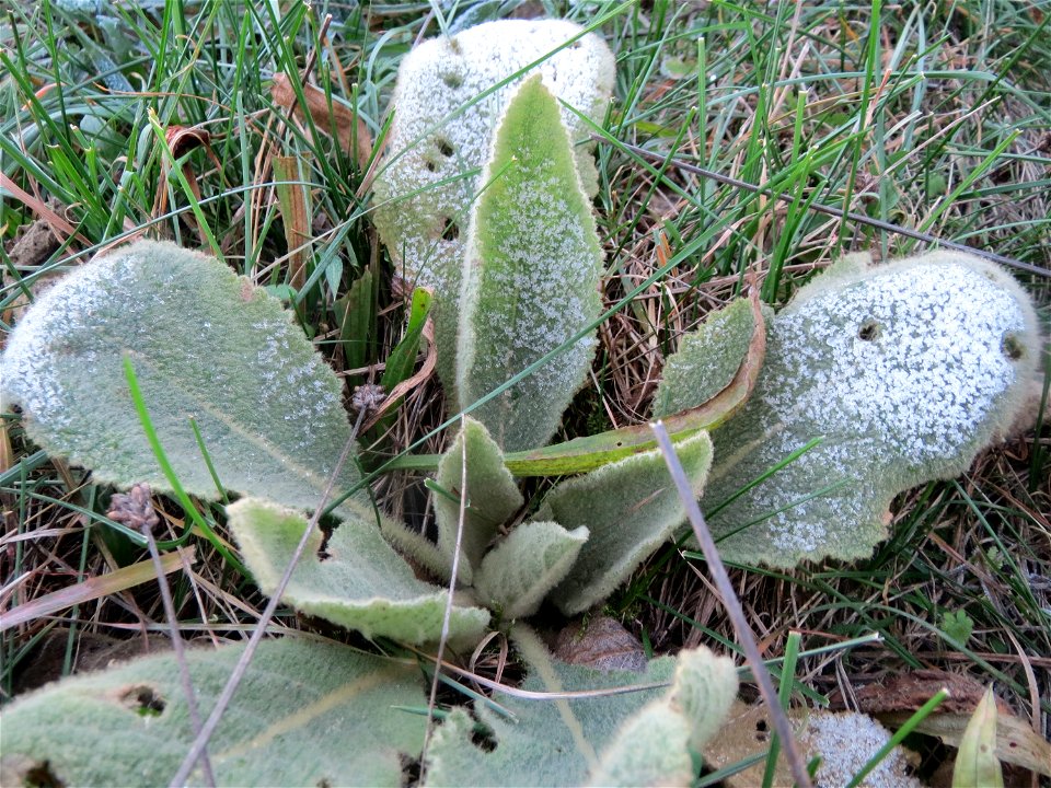 Kleinblütige Königskerze (Verbascum thapsus) in Hockenheim-Talhaus