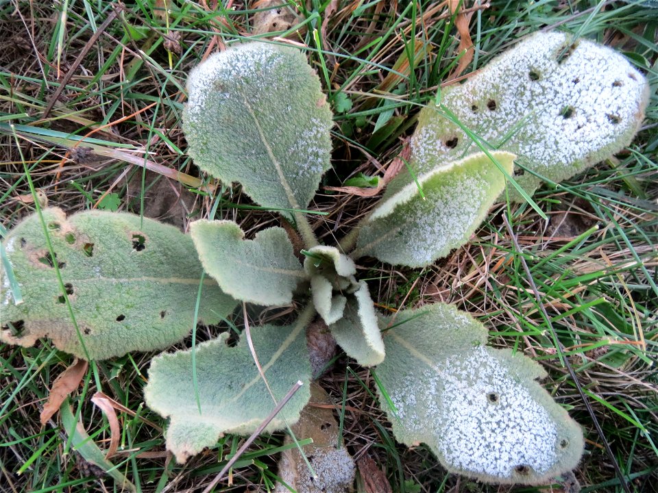 Kleinblütige Königskerze (Verbascum thapsus) in Hockenheim-Talhaus