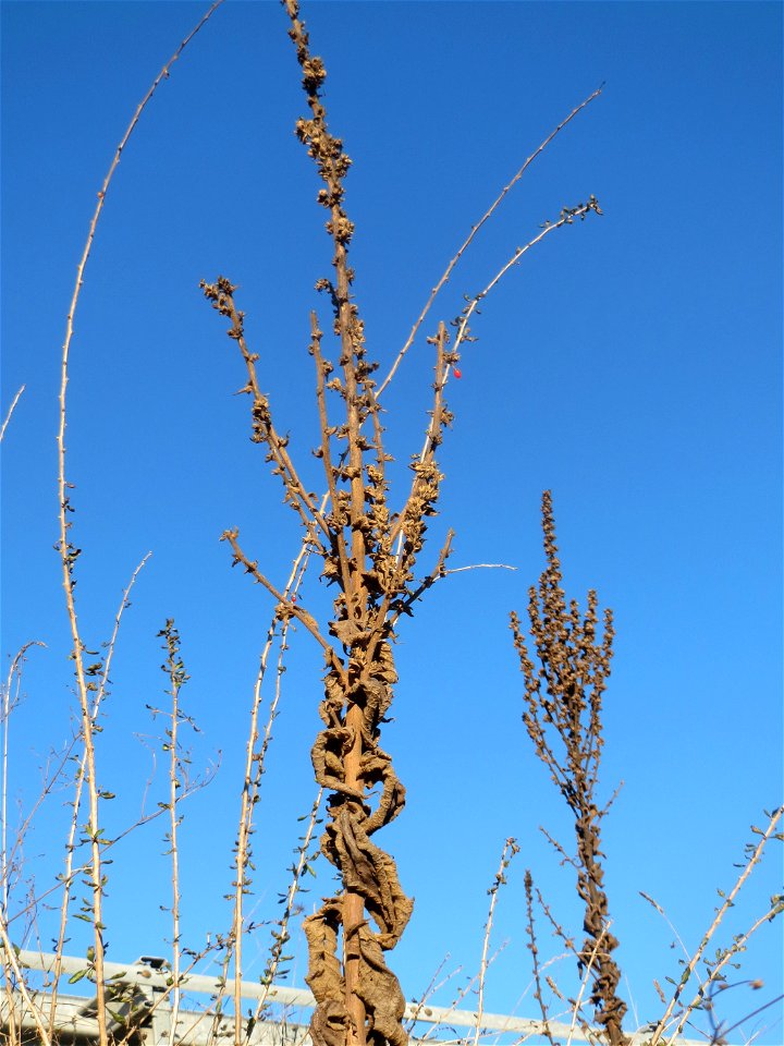 Mumienbotanik: Kleinblütige Königskerze (Verbascum thapsus) an der A61 bei Hockenheim