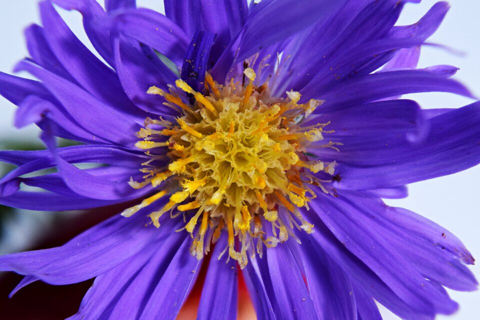 Close up macro macro photography