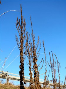 Mumienbotanik: Kleinblütige Königskerze (Verbascum thapsus) an der A61 bei Hockenheim
