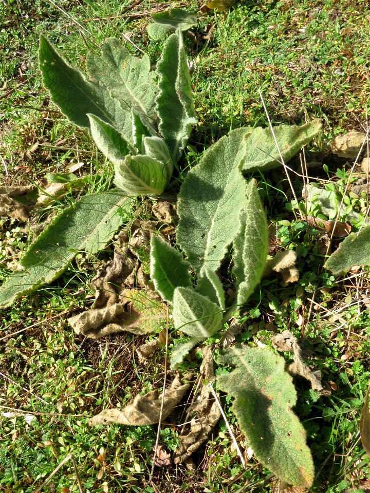 Grundblätter der Kleinblütigen Königskerze (Verbascum thapsus) in Hockenheim