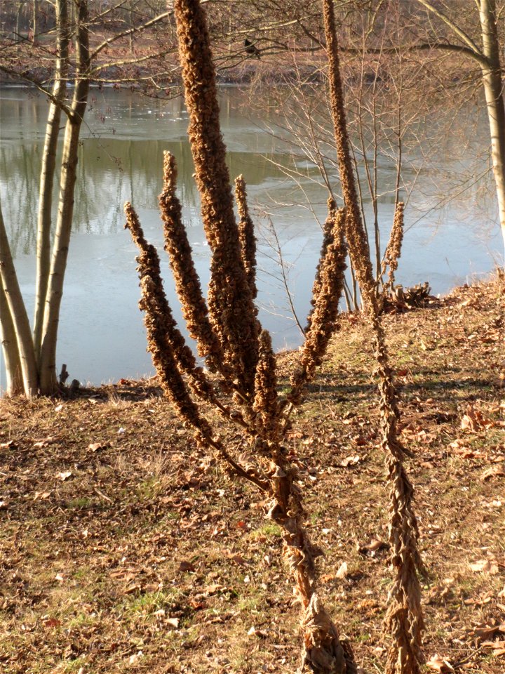 Kleinblütige Königskerze (Verbascum thapsus) an der Saar in Saarbrücken