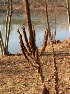Kleinblütige Königskerze (Verbascum thapsus) an der Saar in Saarbrücken