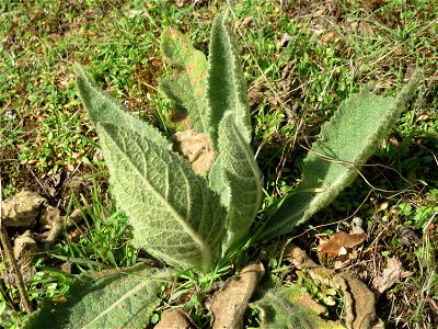 Grundblätter der Kleinblütigen Königskerze (Verbascum thapsus) in Hockenheim