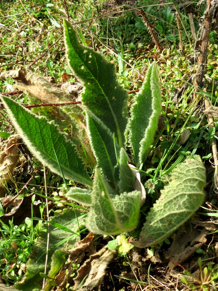 Grundblätter der Kleinblütigen Königskerze (Verbascum thapsus) in Hockenheim