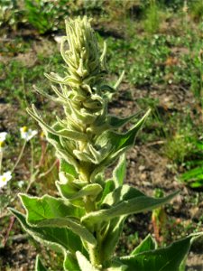 Hochschießende Kleinblütige Königskerze (Verbascum thapsus) auf einer Brachfläche am Messplatz in Hockenheim