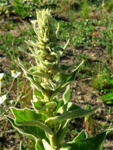 Hochschießende Kleinblütige Königskerze (Verbascum thapsus) auf einer Brachfläche am Messplatz in Hockenheim photo