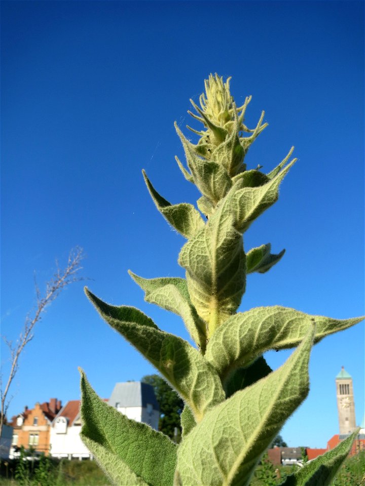 Hochschießende Kleinblütige Königskerze (Verbascum thapsus) auf einer Brachfläche am Messplatz in Hockenheim