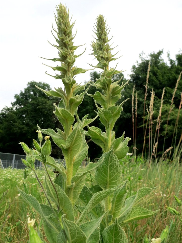 Kleinblütige Königskerze (Verbascum thapsus) auf einer Brachfläche zum Schutz der Haubenlerche beim Dänischen Lager bei Hockenheim