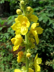 Kleinblütige Königskerze (Verbascum thapsus) am Hockenheimer Baggersee in der Schwetzinger Hardt