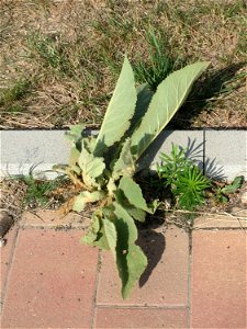 Ritzenbotanik: Grundblätter der Kleinblütigen Königskerze (Verbascum thapsus) am Messplatz in Hockenheim