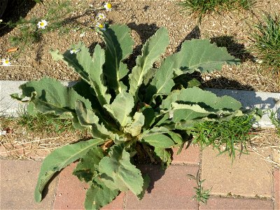 Ritzenbotanik: Grundblätter der Kleinblütigen Königskerze (Verbascum thapsus) am Messplatz in Hockenheim