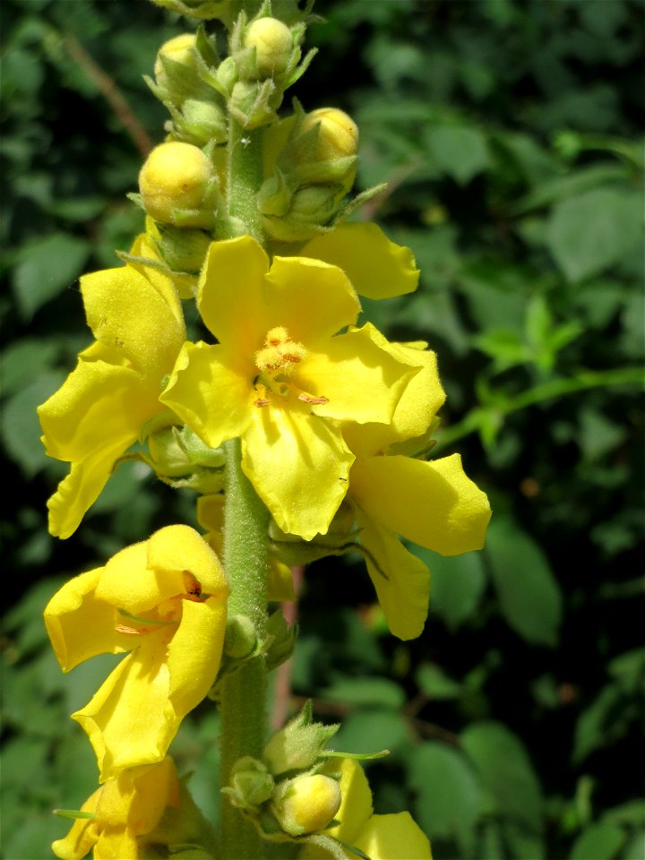 Kleinblütige Königskerze (Verbascum thapsus) am Hockenheimer Baggersee in der Schwetzinger Hardt